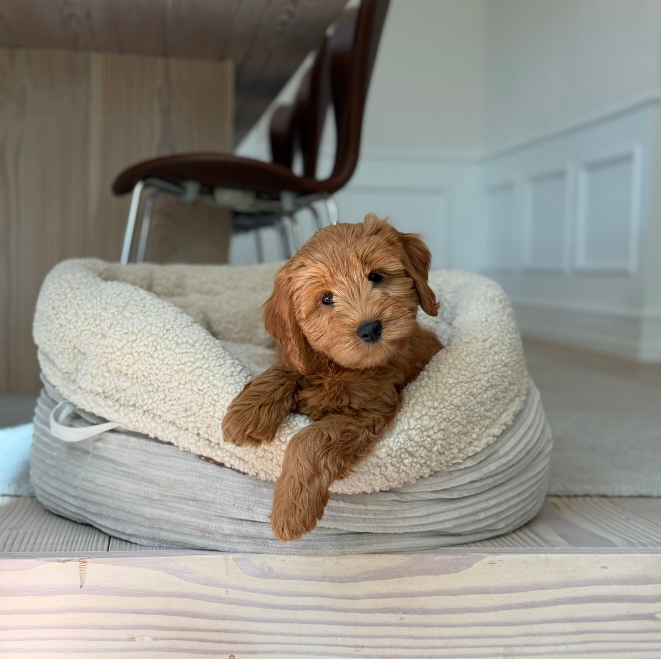 Hanna Hundekurven Sherpa Fleece & Bred Fløjl